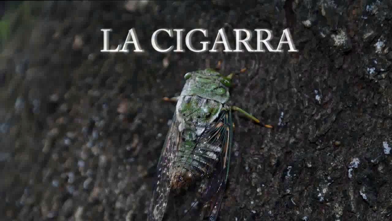LA CIGARRA