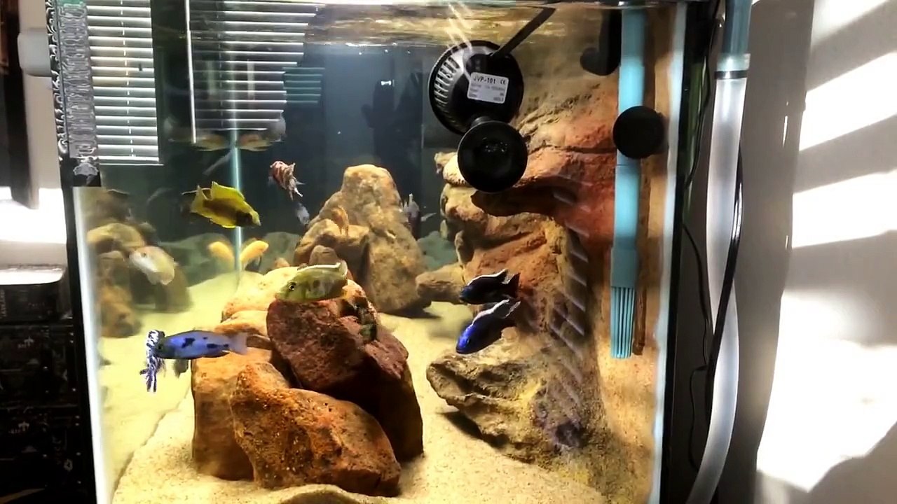Lake Malawi African Cichlids. How i filter my cichlid tank, aquarium, filtration.