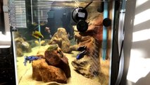 Lake Malawi African Cichlids. How i filter my cichlid tank, aquarium, filtration.
