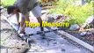 Decorative Concrete Stamped Concrete Training Video