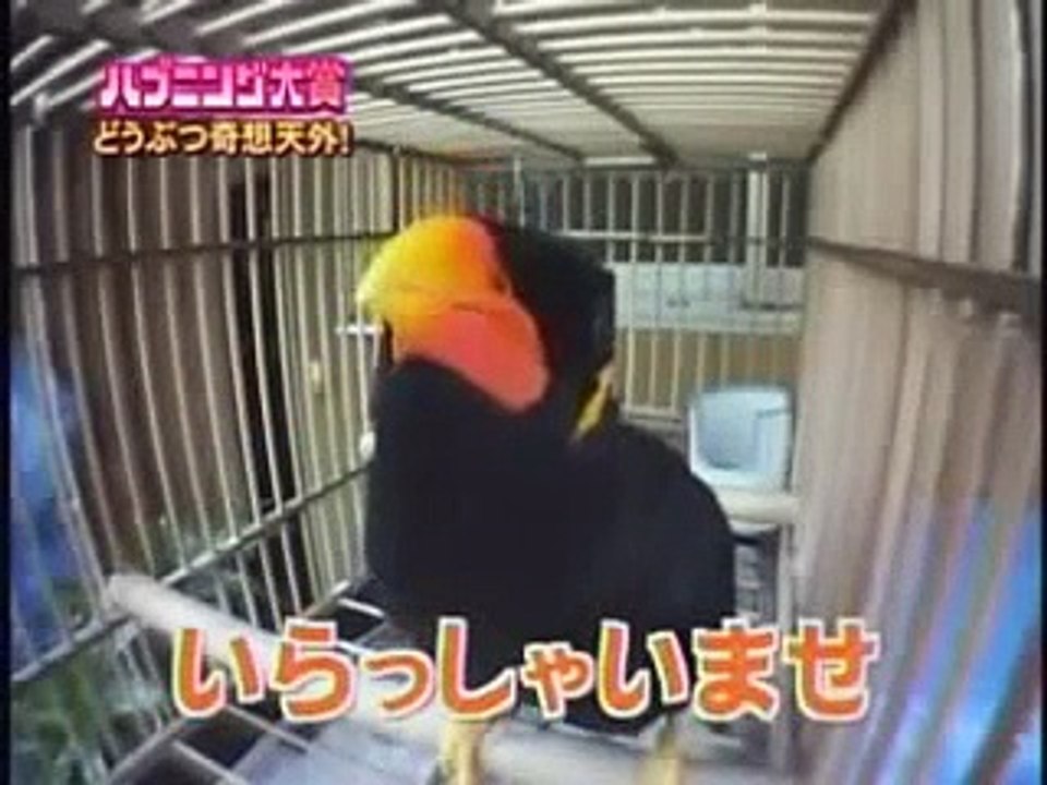 【爆笑NG・ハプニング集】小雪　SMAP稲垣吾郎　可愛い動物のハプニングも！