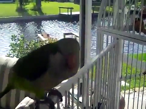 1 Jose The Best Talking Quaker Parrot in the World (11 months)