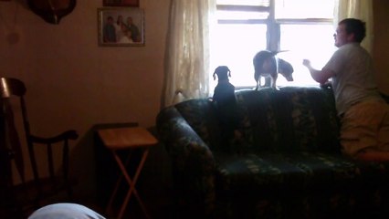 My Daddys Home MyDaddys Home !!!!! Happy puppy dogs