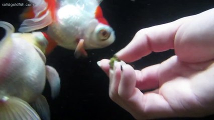 Hand-Feeding My Fish | UNDERWATER CAMERA