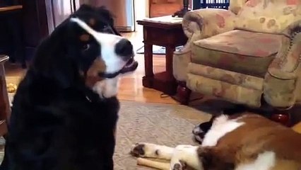 Bernese Mountain dog and Saint Bernard