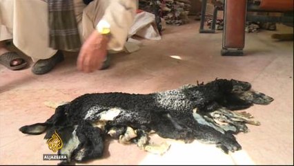 Collapsing industry of Afghan Karakul farmers