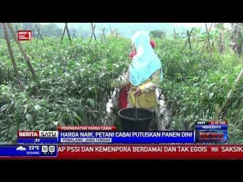 Harga Cabai Naik, Petani di Pemalang Panen Dini