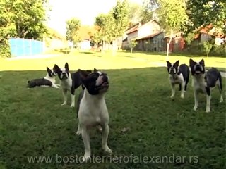 Prva odgajivacnica Boston terijera u  Srbiji