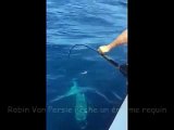 Robin Van Persie pêche un gros requin