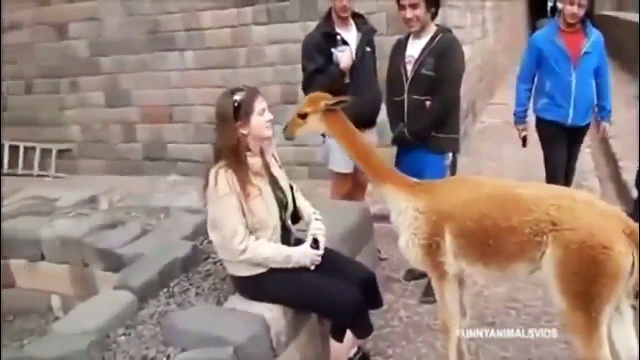 Funny videos and vines, Funny pranks, Funny fails compilations