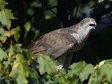 Falco Pellegrino Falco Peregrinus Azione Di Caccia Su