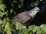 Falco pellegrino (Falco peregrinus): azione di caccia su Storni