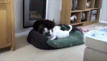 Border Collie and Parson Russell Terrier Playing