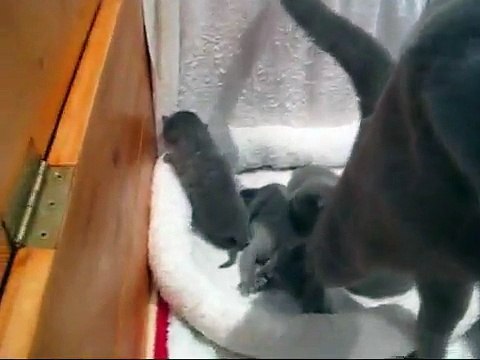 Russian blue kittens - 2 weeks old