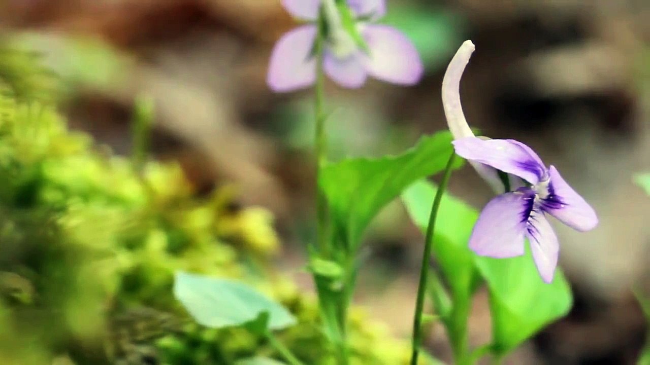 Wildflower Play