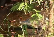 Green Swamp in Central Florida -- 875 sq. miles -- headwaters for the Everglades