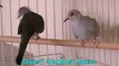 Parakeet & Dwarf Diamond Doves