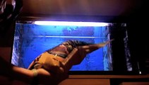 Adding live sand to a marine aquarium