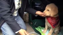 旅犬デビューの日のオフショット[tv011]【ポチたま公式】