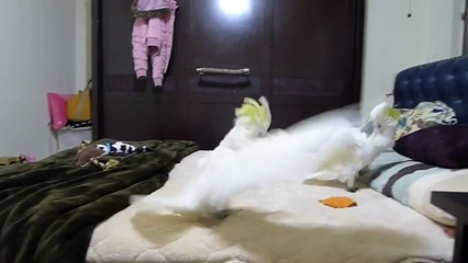 Cacatua ophthalmica （藍眼巴丹）