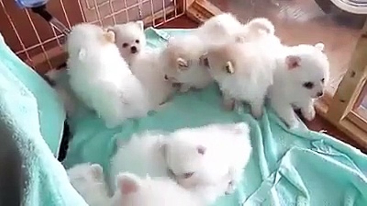 Bunch of fluffy puppies! So cute!