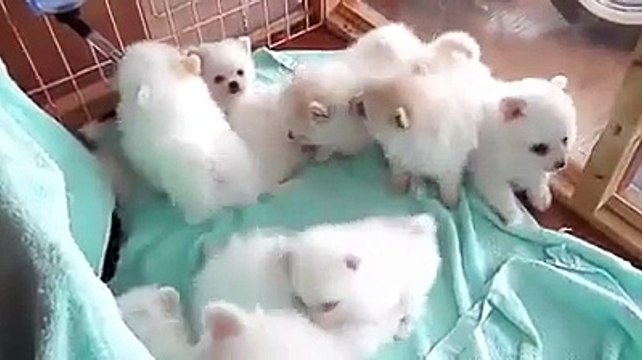 Bunch of fluffy puppies! So cute!