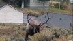Bugling Bull Elk   ''Awesome sound!! ... ''