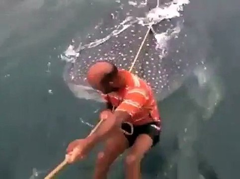 Ils surfent sur le dos d'un requin-baleine