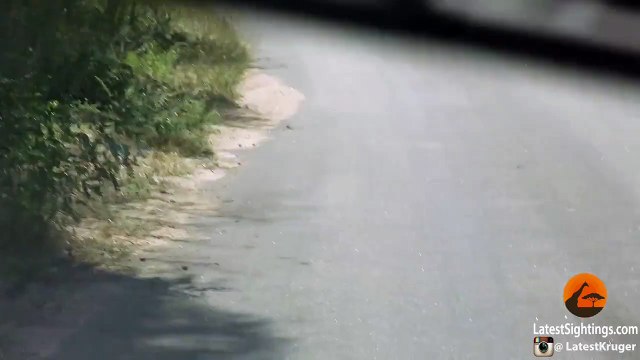 Un serpent n'arrive pas à traverser une route