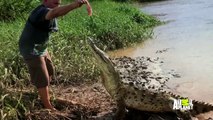 Preposterous Pets: Hand Feeding Deadly Crocs