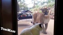 Fearless house cat stands up to Mountain Lion