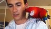 Q&A | Macaws |  Feather Plucking For Beginners