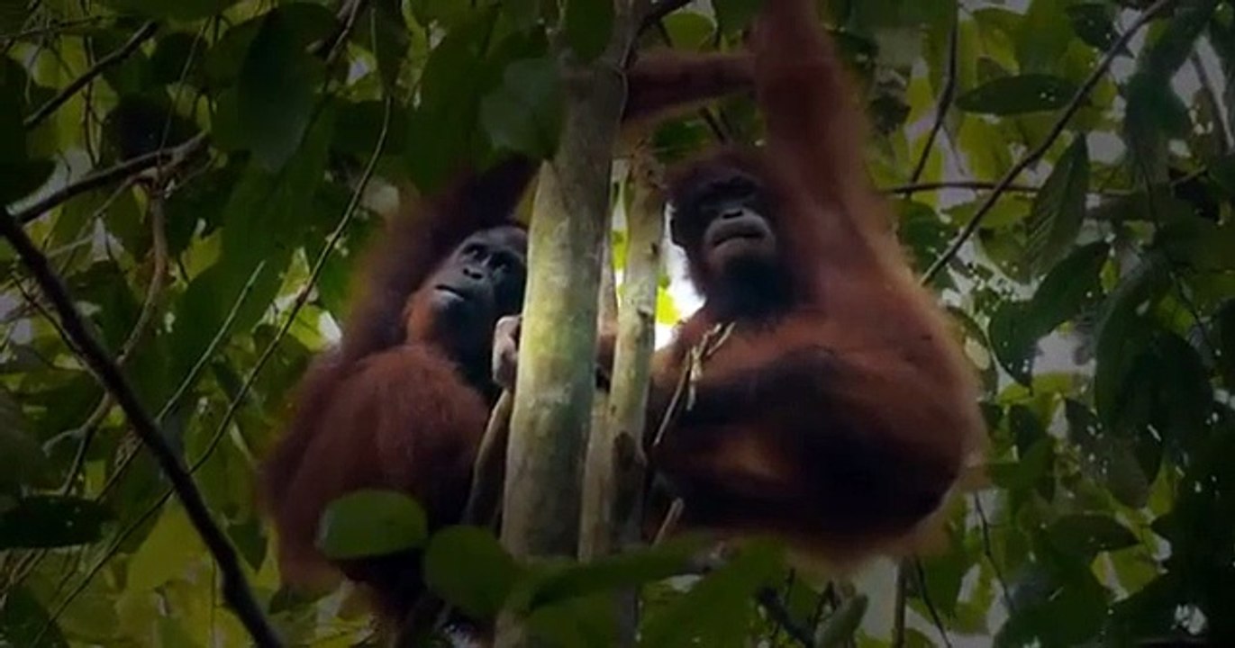 Born In The Wild S01E03