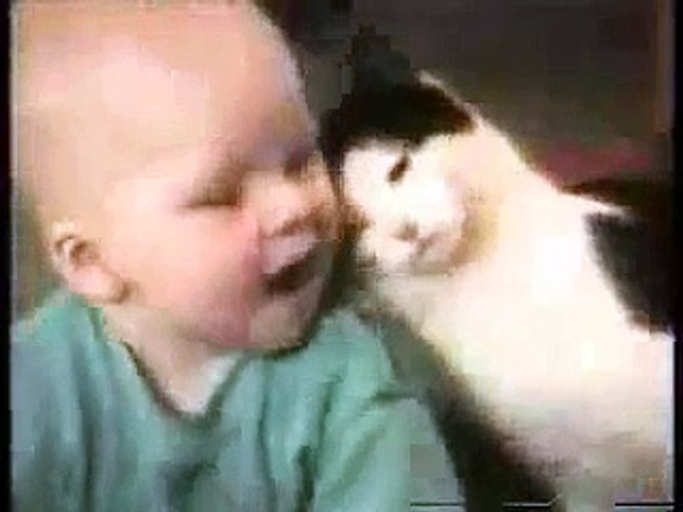 Funny Cats