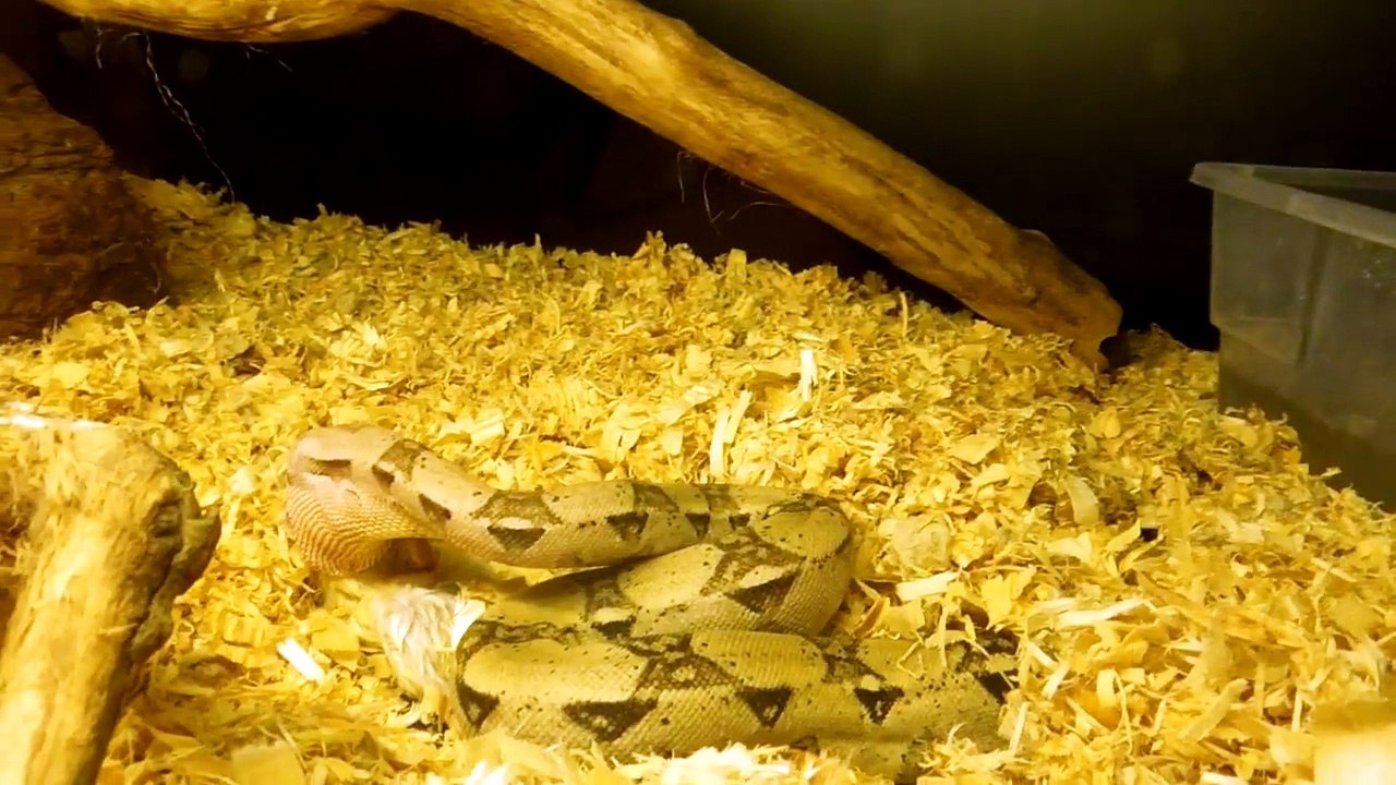 Mason eating a small rat