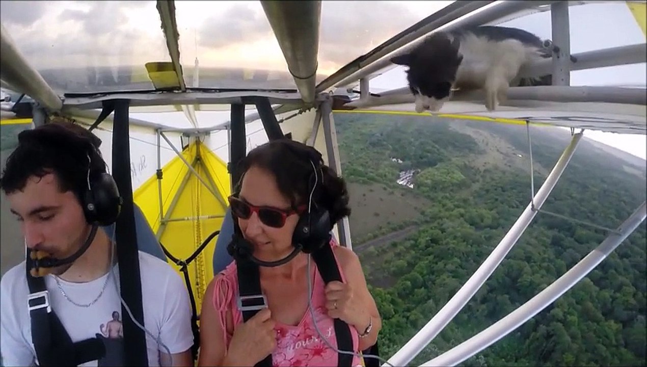 Remove cat before flight