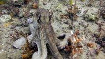 Octopus Surprises Scuba Diver By Dismantling His Camera