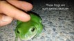 green tree FROG - Very FRIENDLY Australian Green Tree frogs