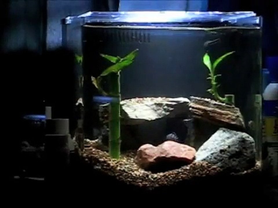 TANK UPDATE: Freshwater 4g Nano Tank Week 4 With Cute Baby Cichlids