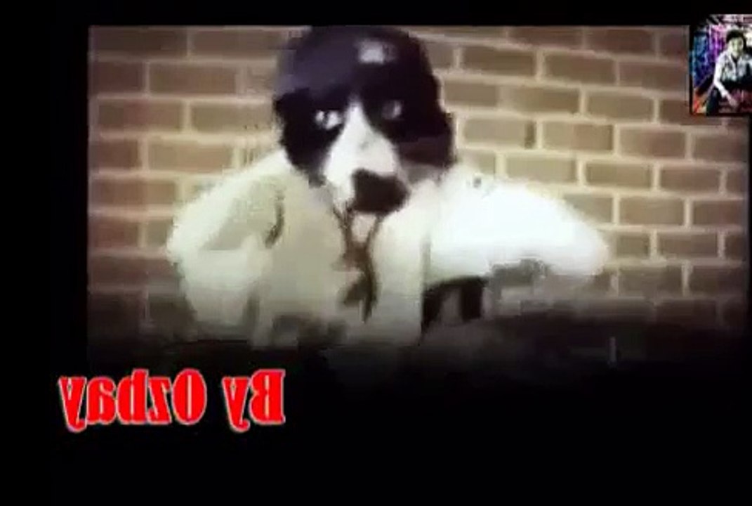 Moment Cats With Funny Dance ~ New & so Funny watch