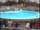 Show delfines y leones marinos en Zoo Aquarium Madrid (1993)