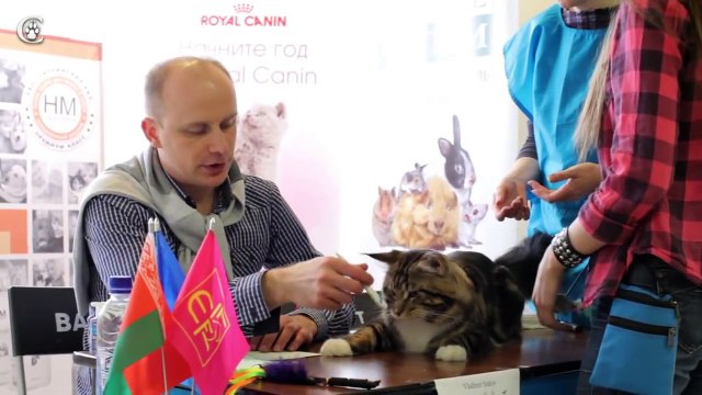 Выставка кошек FiFe 20-21 апреля 2013г. СПБ, Россия. Питомник мейн кун Grey Claw`s.