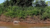 Onça Pintada Ataca Jacaré no Pantanal ( Exclusivo )