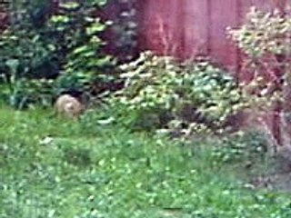 Nature - Foxes in Norbury London