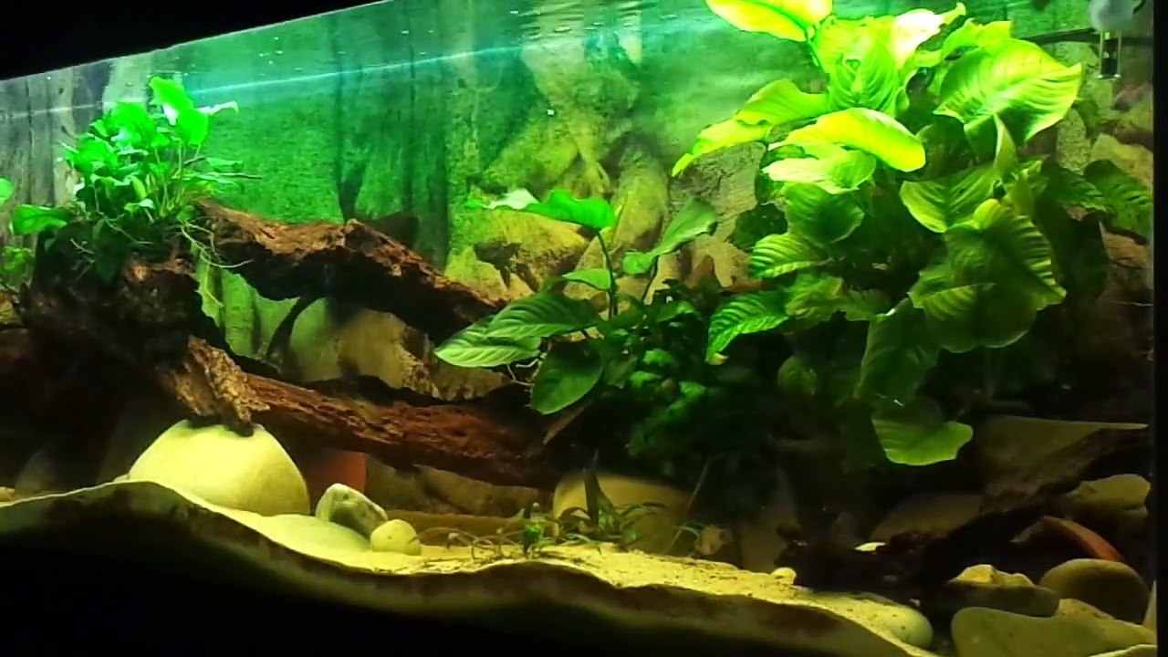 Vue d'ensemble de mon aquarium de 1000 litres Cichlidés Amerique centrale