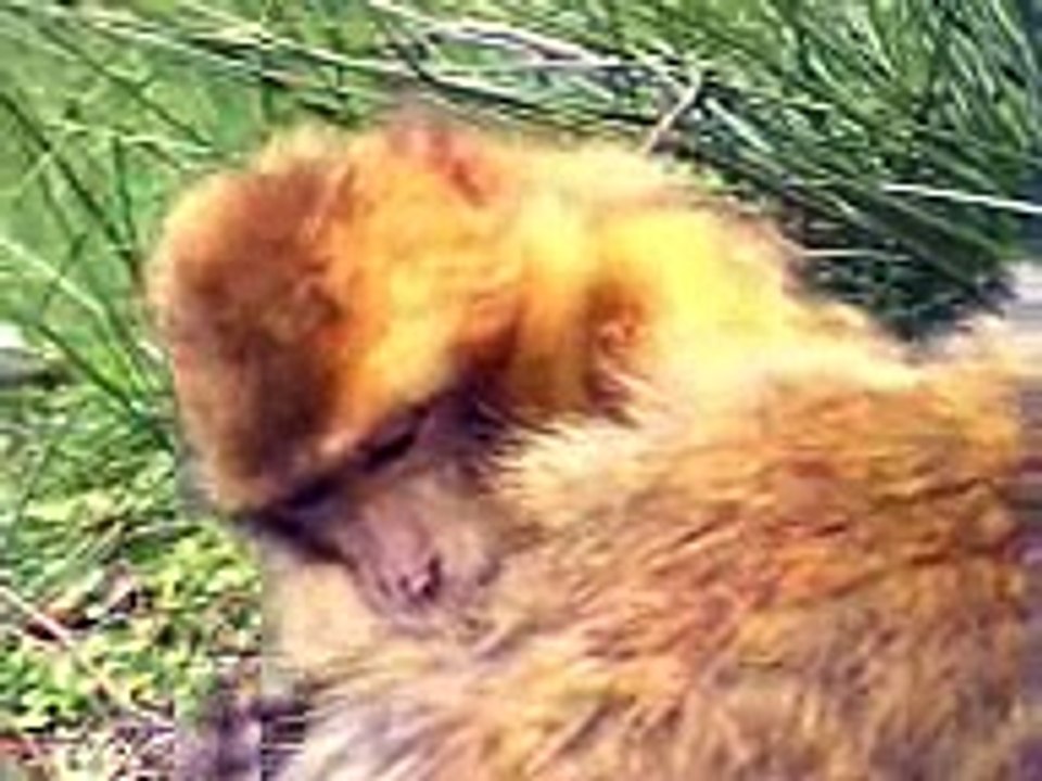 Wildpark Daun