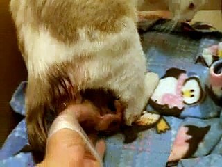 Cat Giving Breeched Birth ~