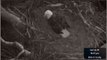 NCTC Bald Eagles - Feb 9 2013 - Beautiful Belle Lays her Second Egg