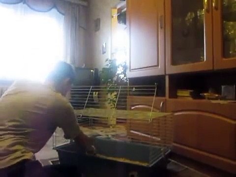 уборка клетки морской свинки