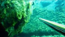 Pescasub: Corb in the rocks Spearfishing Pesca sub